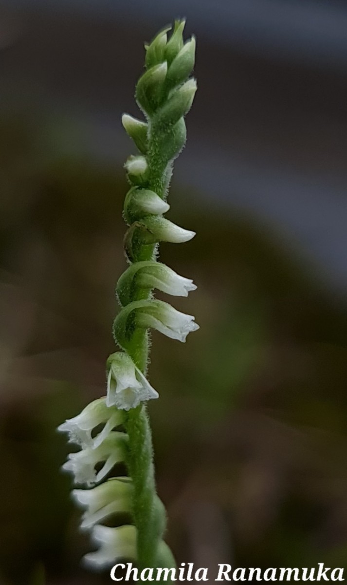 Spiranthes flexuosa (Sm.) Lindl.